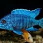 blue cichlid Fish