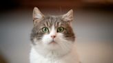 Cats Have Nearly 300 Different Facial Expressions, New Study Finds