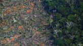 Abholzung im brasilianischen Savannengebiet Cerrado um zwei Drittel gestiegen