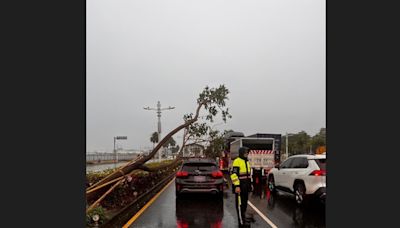 大雨襲擊 高雄又一路樹傾倒 前鎮區自小客車停紅燈遭砸