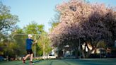 Pioneer Park south tennis courts closed for replacement beginning May 20