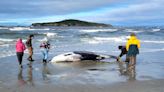 Beached spade-toothed whale in New Zealand could provide clues to mysterious species | CBC News