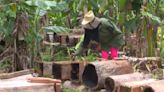 A falta de azúcar: Cubana cría abejas para obtener miel