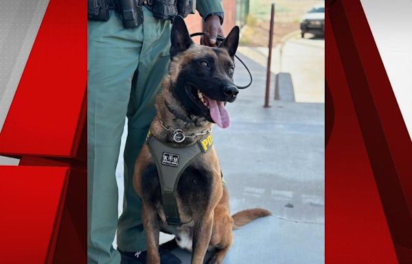 Las Vegas police K9 training again after downtown stabbing