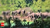 Tourist footfall doubles at Amangarh Tiger Reserve in a year | Meerut News - Times of India