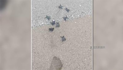 墾丁旅遊旺季碰上海龜孵化 民眾暖護小海龜爬向大海畫面曝光！-台視新聞網