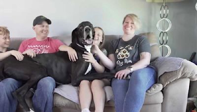 Kevin, ce dogue allemand, est officiellement le plus grand chien du monde