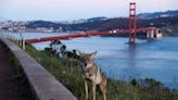 Coyote attacks 5-year-old at San Francisco Botanical Garden