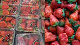 Are Supermarket Strawberries Giant Now Or Is It Just Us?