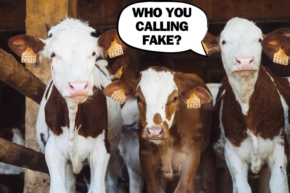 The Wild Reason They Have to Use Fake Cows at State Fairs This Year