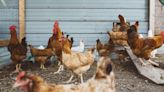 Gripe aviar: cómo se contagia a los humanos, síntomas y peligros