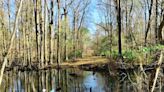 Salkehatchie River near Yemassee provides natural beauty, history and a glimpse at wildlife