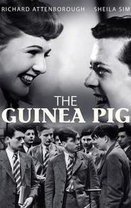 The Guinea Pig