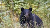 Bear spotted in Negaunee; city leaders urge caution