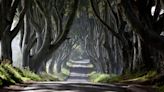 Several Dark Hedges trees made famous by Game Of Thrones to be cut down