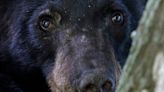 ‘This isn’t Yogi’: Black bear spotted searching trash in Mass. town