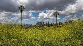 In Southern California, everything is blooming everywhere all at once