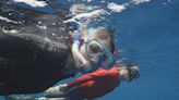 Conservationists work to protect sperm whales off Caribbean island