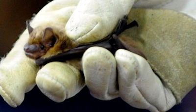 Rabid bat found in Washtenaw County, health officials say