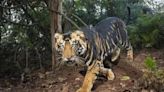 NTCA green-lights world’s first melanistic tiger safari near Similipal in Odisha