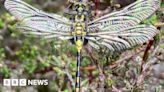 White-faced darter dragonfly numbers flourish at Drumburgh Moss