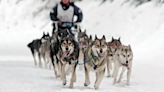 Iditarod Sled Dog Race 2024: Dallas Seavey Wins 6th Championship