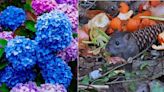 ‘Fantastic’ 20p kitchen scrap makes plants ‘flower better’ - ‘deters rats and cats’ too