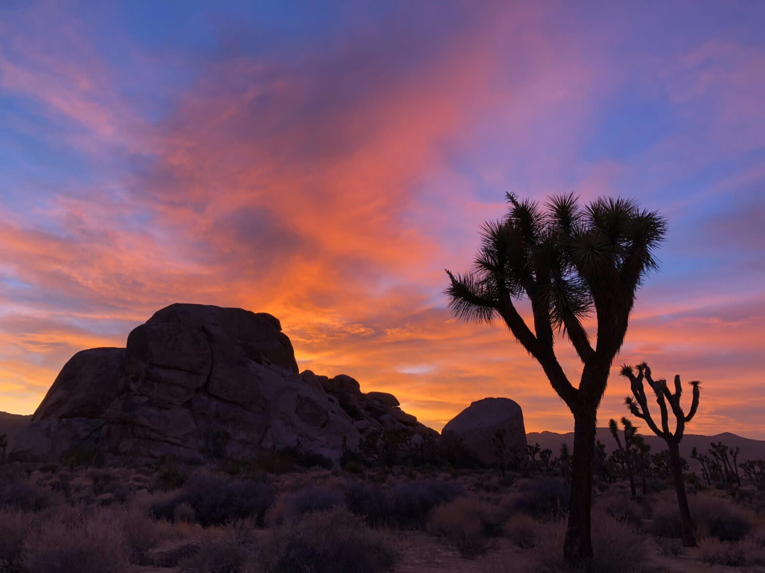 8 Reasons Why The Spring Is The Best Time To Visit Joshua Tree