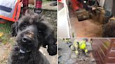 Fire crew rescues adorable poodle trapped under home’s patio