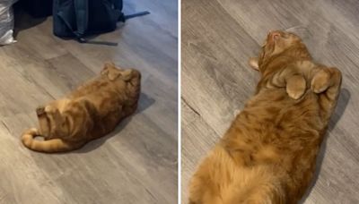 Dramatic pet pretends to be dead "every day" for the most cat reason ever
