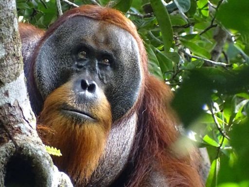 Orangutan observed treating wound using medicinal plant in world first