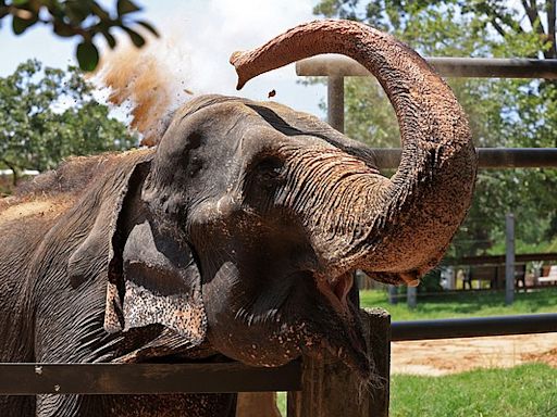 Elephant at Little Rock Zoo enters ‘hospice care’ amid declining health | Arkansas Democrat Gazette
