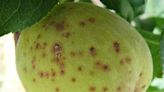 How to eliminate blight on leaves and fruit - East Idaho News