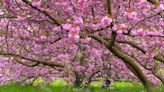 Plant a Pink Flowering Tree for Beauty That'll Last Years and Years