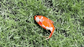 Mystery As Doctor Finds A Live Goldfish On The Lawn (And Revives It In Water)