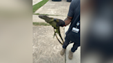 Second iguana found bound, abandoned in Jefferson Parish