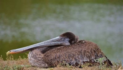 Pelicans flooding Southern California wildlife care center after mysterious ‘mass-stranding’ event