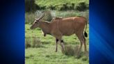 Oh deer! African antelope goes missing from Ludlow Zoo