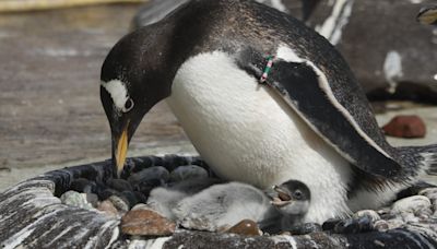 Zoo welcomes first penguin chicks of breeding season