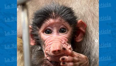 Zoológico de Carolina del Norte anuncia llegada de bebé babuino - La Noticia