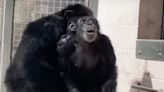'She was in awe:' 28-year-old chimp freed from cage sees blue sky for the first time in viral video