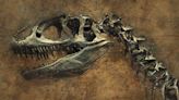 阿根廷12歲男孩阿公家院子玩發現骨頭 證實是恐龍化石