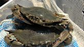 Chris Dollar: Interpretations vary on latest blue crab dredge survey | OUTDOORS COMMENTARY