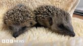 Leicestershire wildlife fans urged to look out for baby hedgehogs