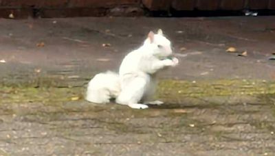 That's nuts! Rare white squirrel spotted in Caerphilly