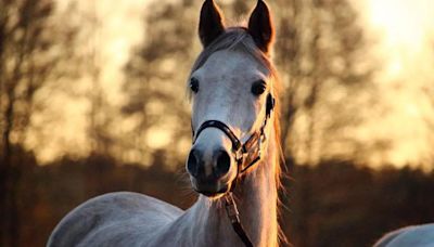 No es lo que se cree: esto significa soñar con caballos | Por las redes