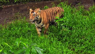 Forest Department aborts rewilding of rescued tiger, shifts animal to Vandalur zoo