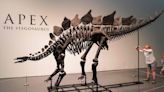 Fóssil de estegossauro é vendido em leilão nos EUA por valor recorde de US$ 44,6 milhões