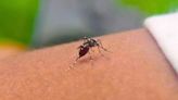 Effective methods to ‘naturally repel’ mosquitoes without using harsh chemicals