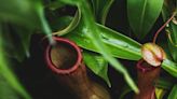 These carnivorous plants are hunting underground
